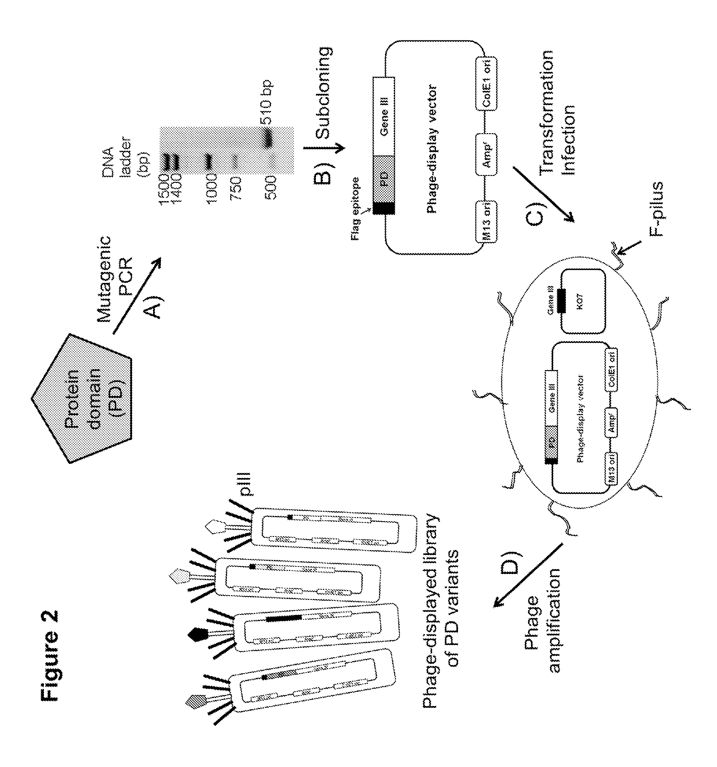 Compositions comprising engineered phosphothreonine affinity reagents, methods of making, and methods of use