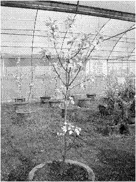 Method for facilitating early fruiting of young pear tree