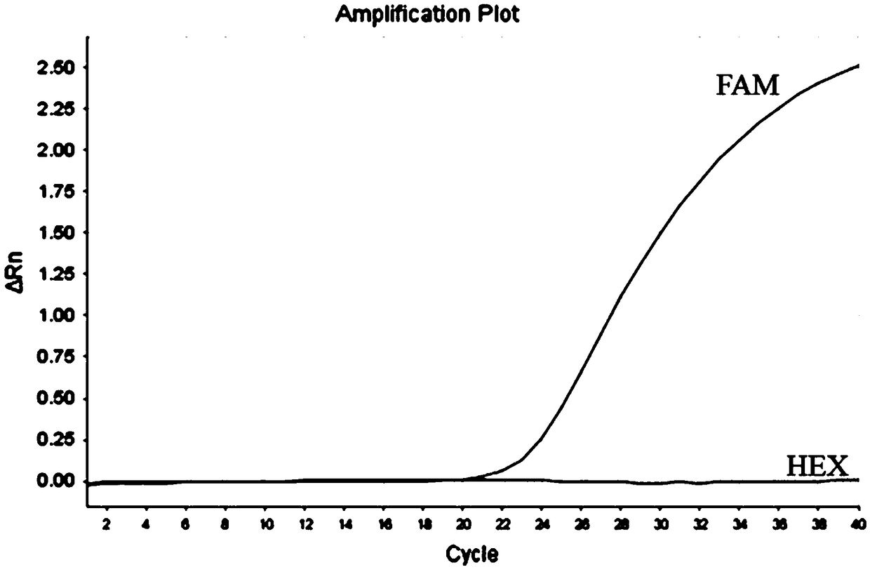 Kit for detecting polymorphism of OCA2 (Oculocutaneous Albinism II) gene