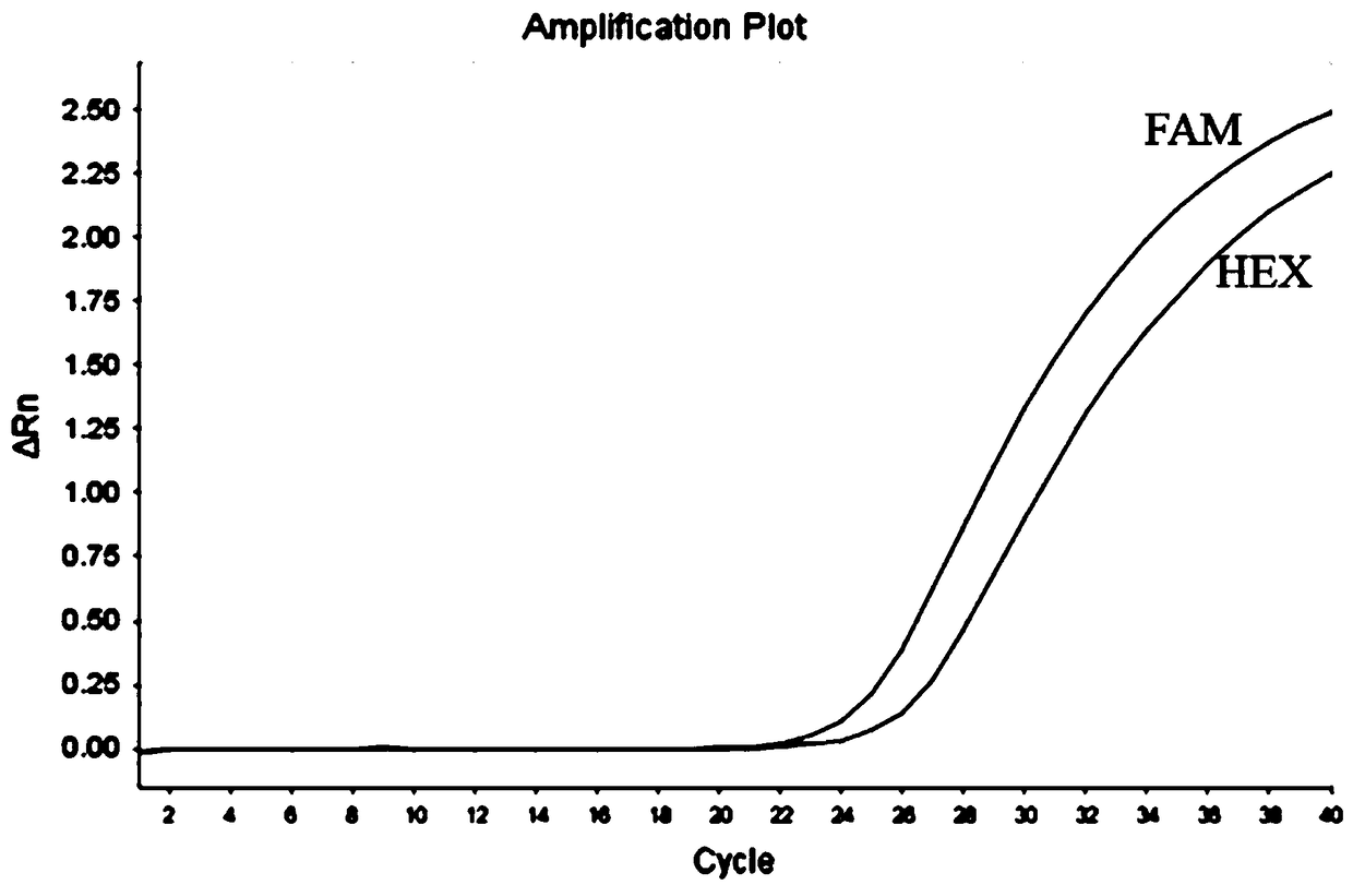 Kit for detecting polymorphism of OCA2 (Oculocutaneous Albinism II) gene