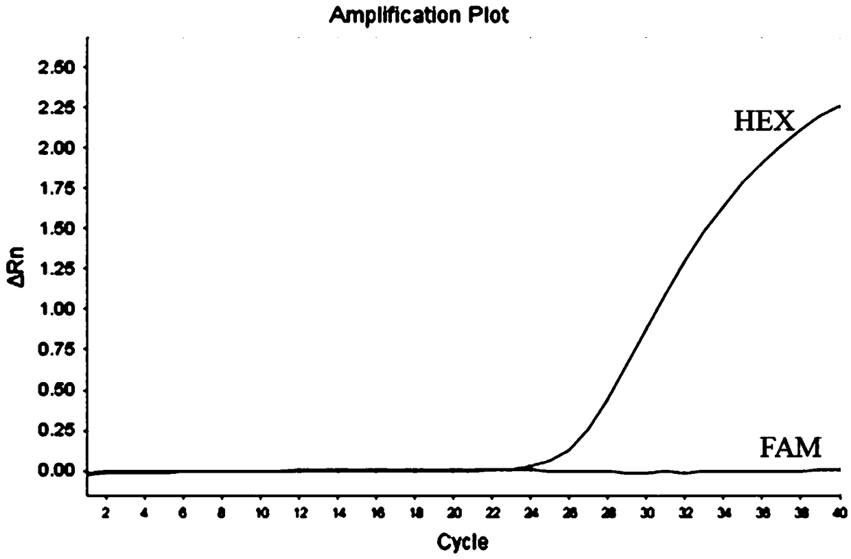 Kit for detecting polymorphism of OCA2 (Oculocutaneous Albinism II) gene