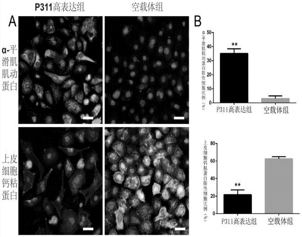 Application of p311 protein in the treatment of skin wounds