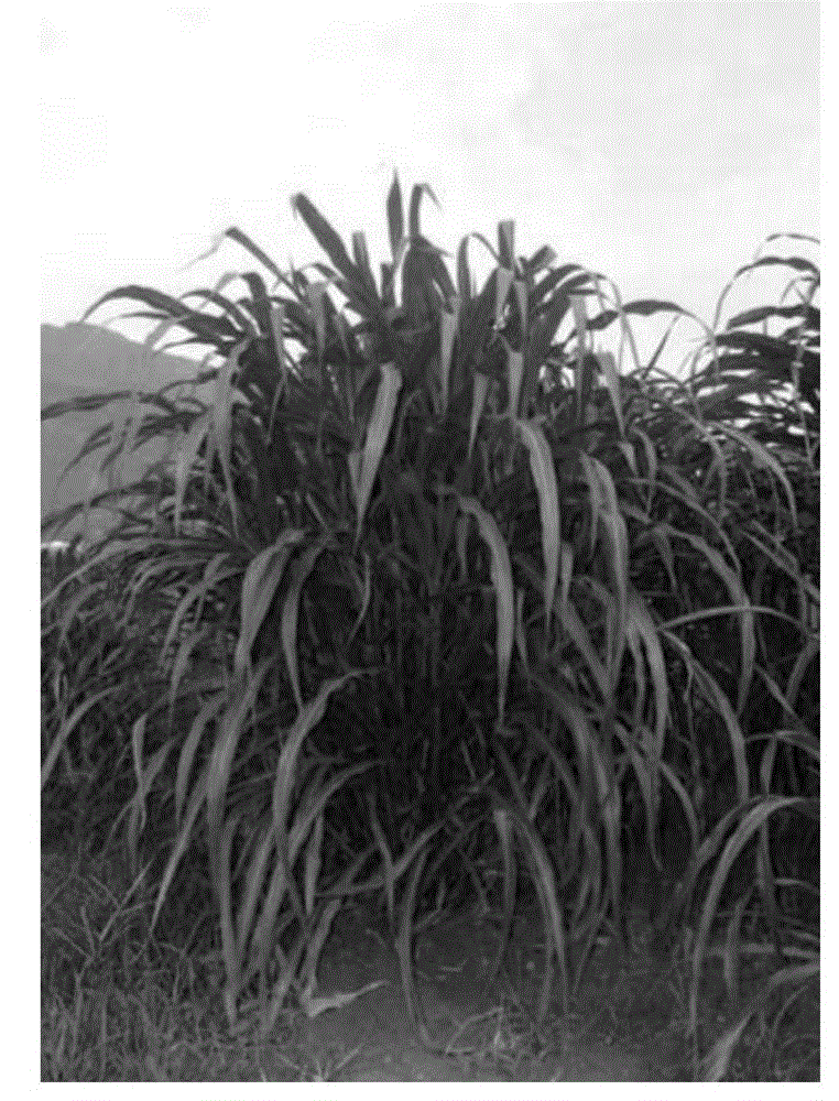 Method for cultivating aneuploid perennial forage grass variety by using corn heterologous polyploidy