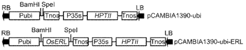 Application of gene OsERL in reducing stomatal density of plant