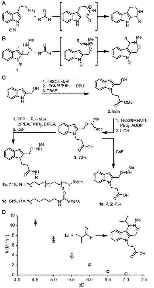 Pictet-spengler ligation for protein chemical modification
