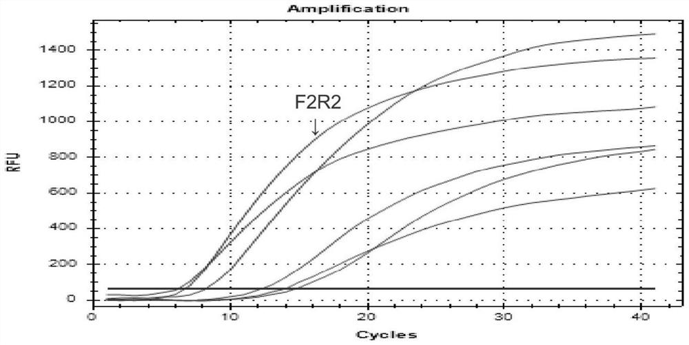 Primer pair, kit and detection method for rt-raa fluorescence detection of porcine epidemic diarrhea virus n gene