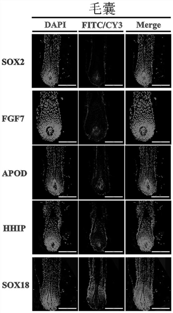 Separation and identification method of dermal papilla cells of cashmere goats