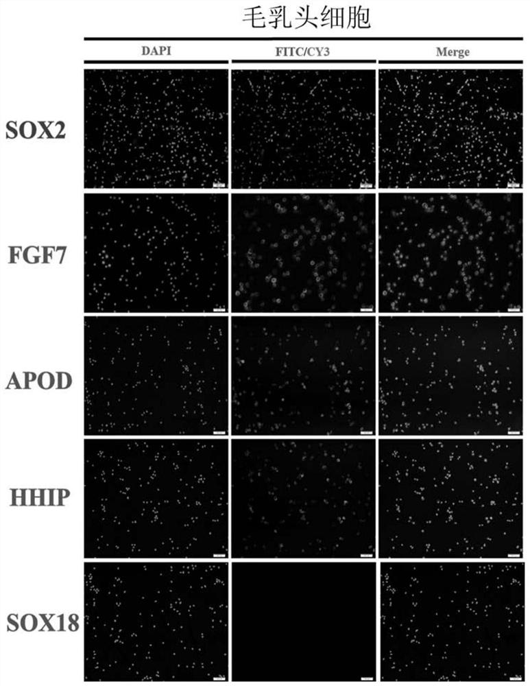 Separation and identification method of dermal papilla cells of cashmere goats