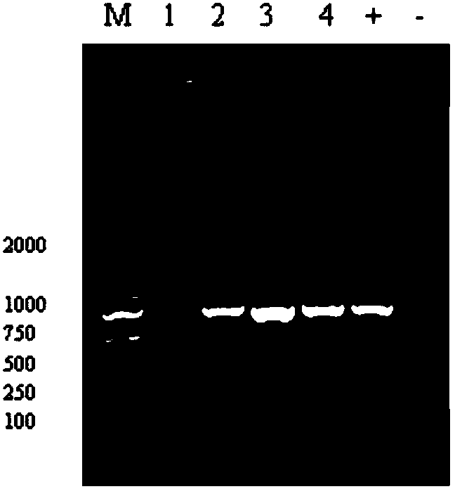 Traditional Chinese medicine composition for treating and preventing livestock diseases, preparation method and application thereof