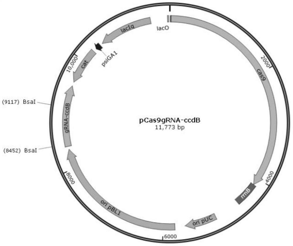 Protein with L-proline efflux function and application thereof