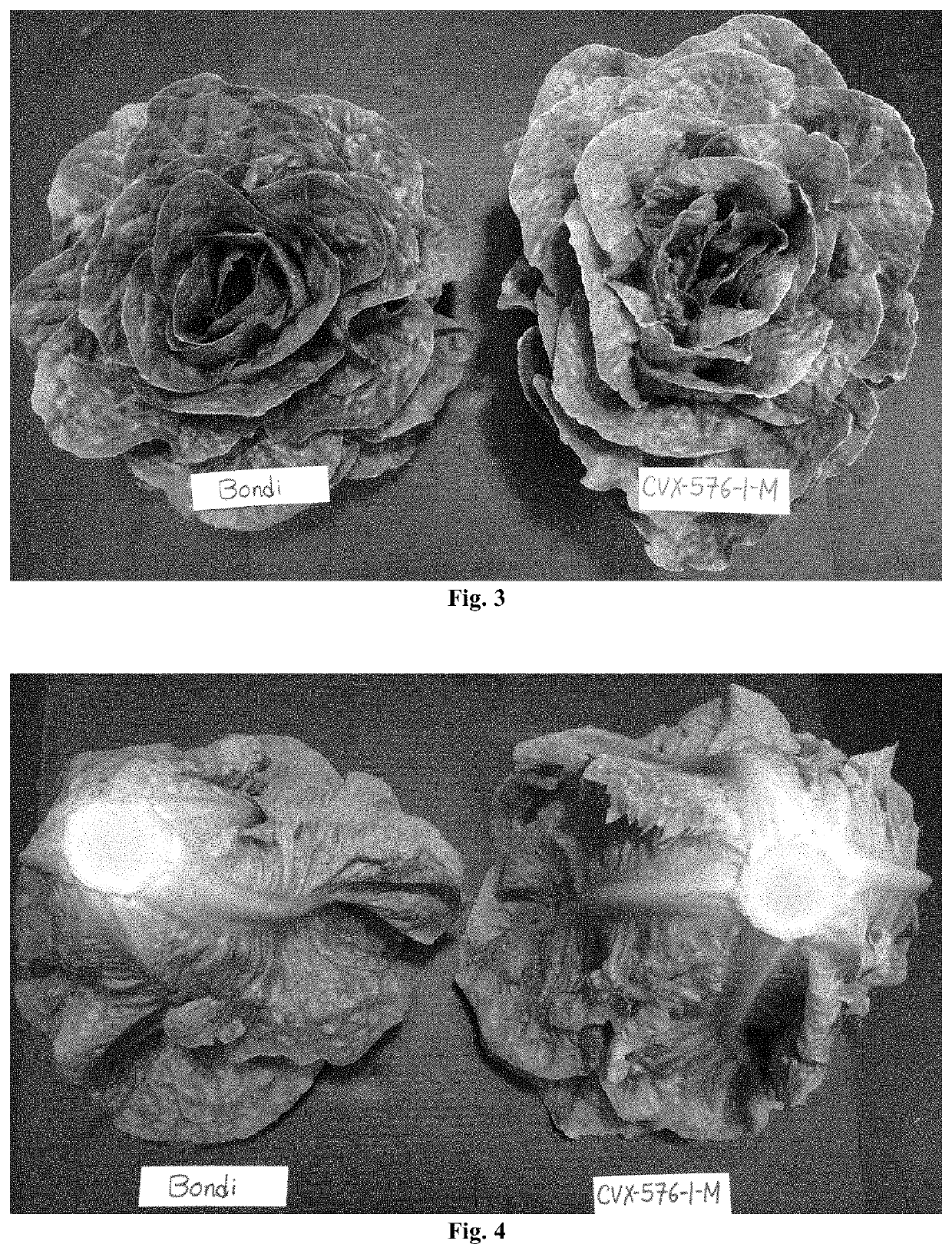 <i>Lactuca sativa </i>cultivar CVX576-1