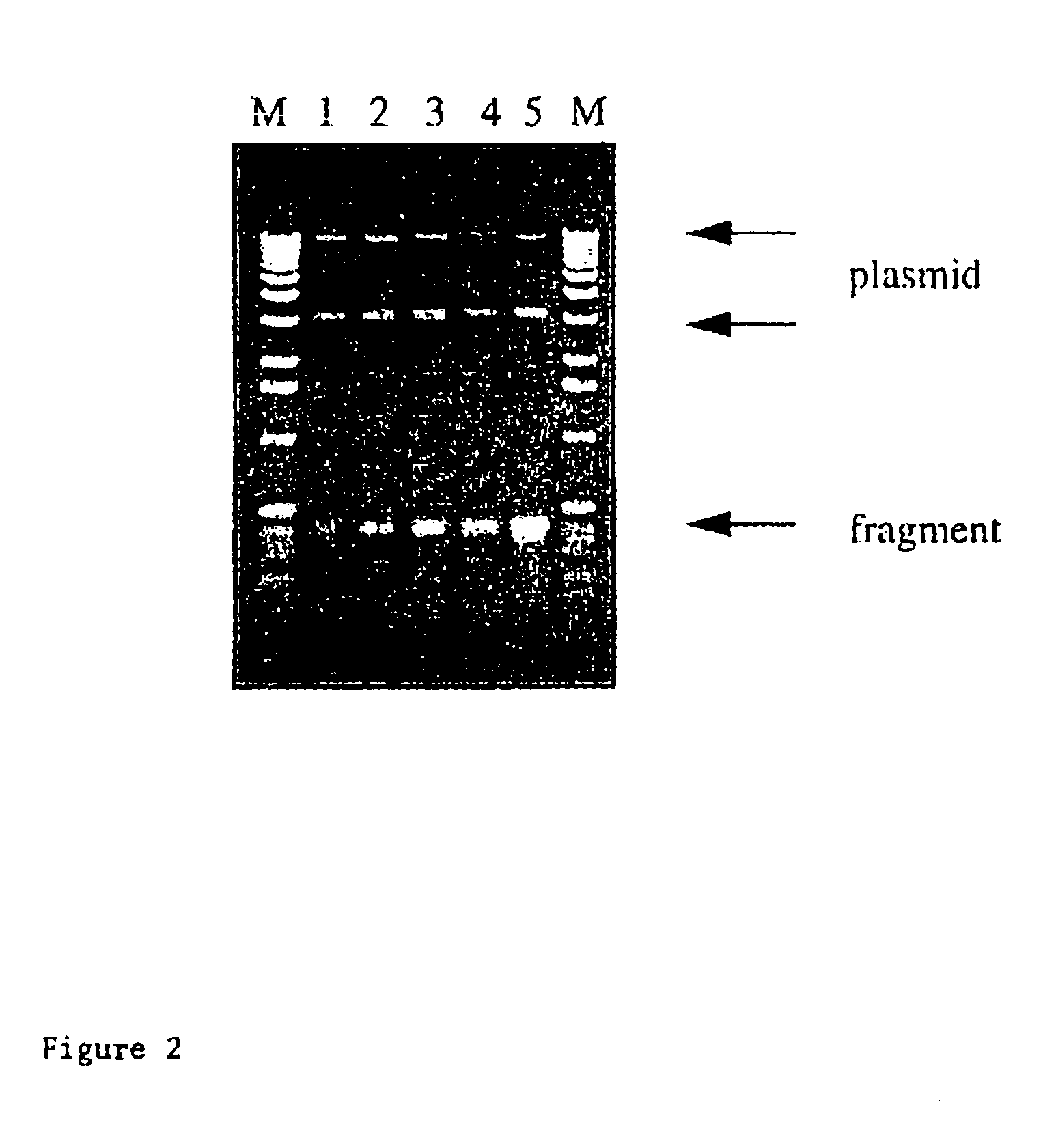 Expression vector system and a method for optimization and confirmation of DNA delivery and quantification of targeting frequency