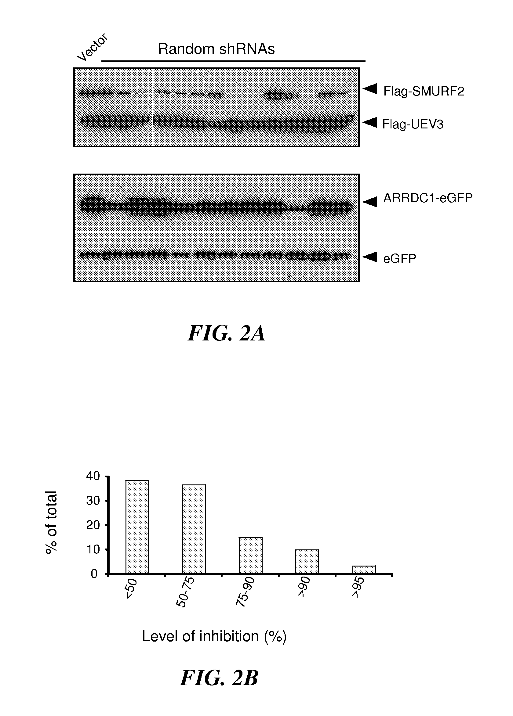 Methods and compositions for inhibition of beta2-adrenergic receptor degradation