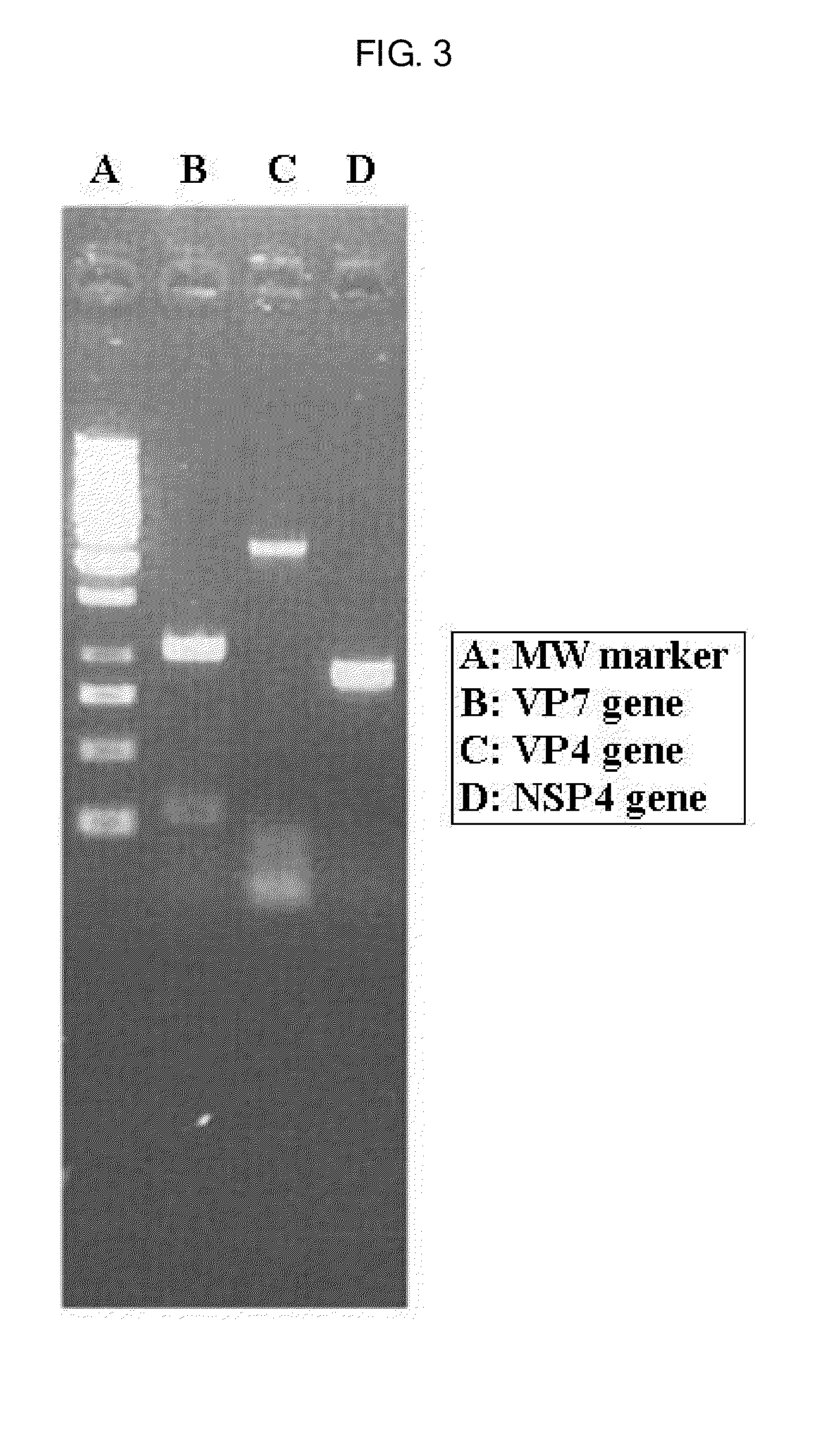 Human rotavirus and vaccine composition comprising same