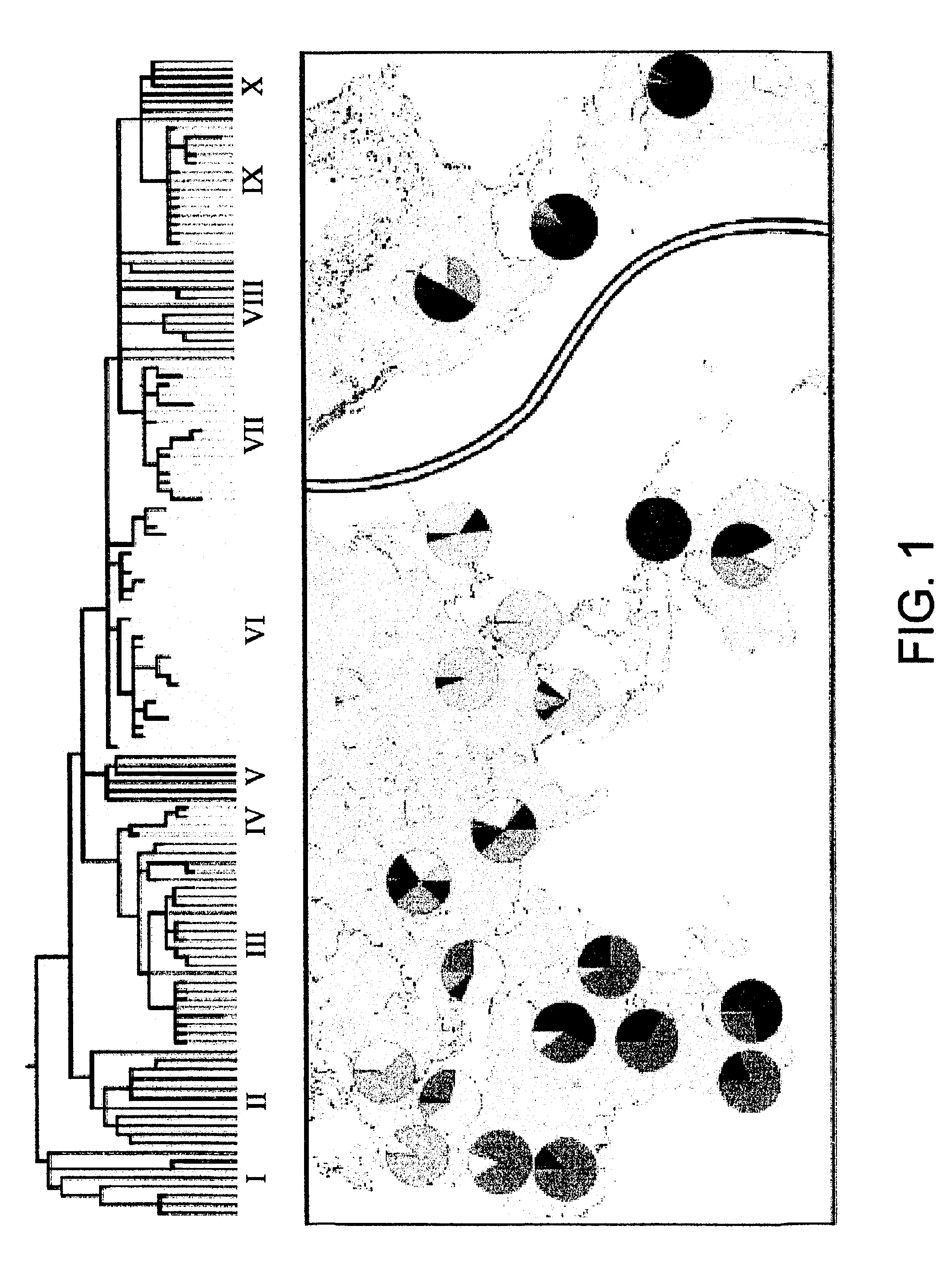 Method for determining genetic affiliation, substructure and gene flow within human populations