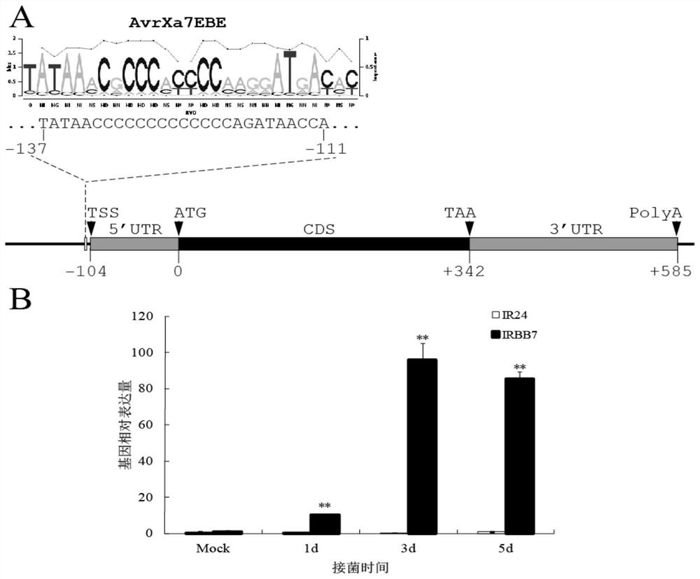 Rice bacterial leaf blight resistant protein, and coding gene and application thereof