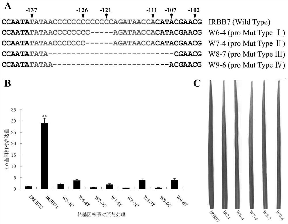 Rice bacterial leaf blight resistant protein, and coding gene and application thereof