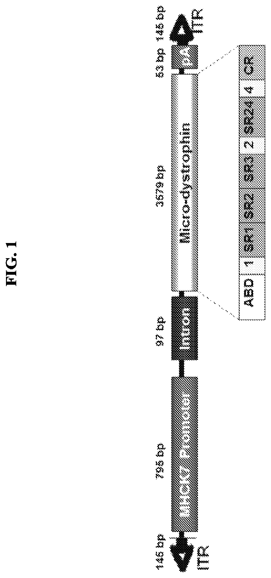 Adeno-associated virus vector delivery of muscle specific micro-dystrophin to treat muscular dystrophy