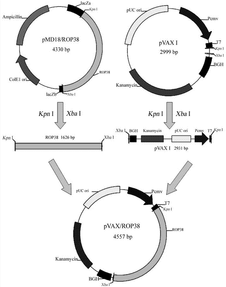 Vaccine for prevention of toxoplasma infection as well as preparation method and application of vaccine