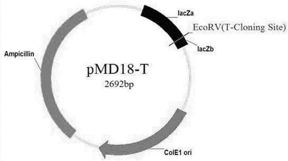 Vaccine for prevention of toxoplasma infection as well as preparation method and application of vaccine