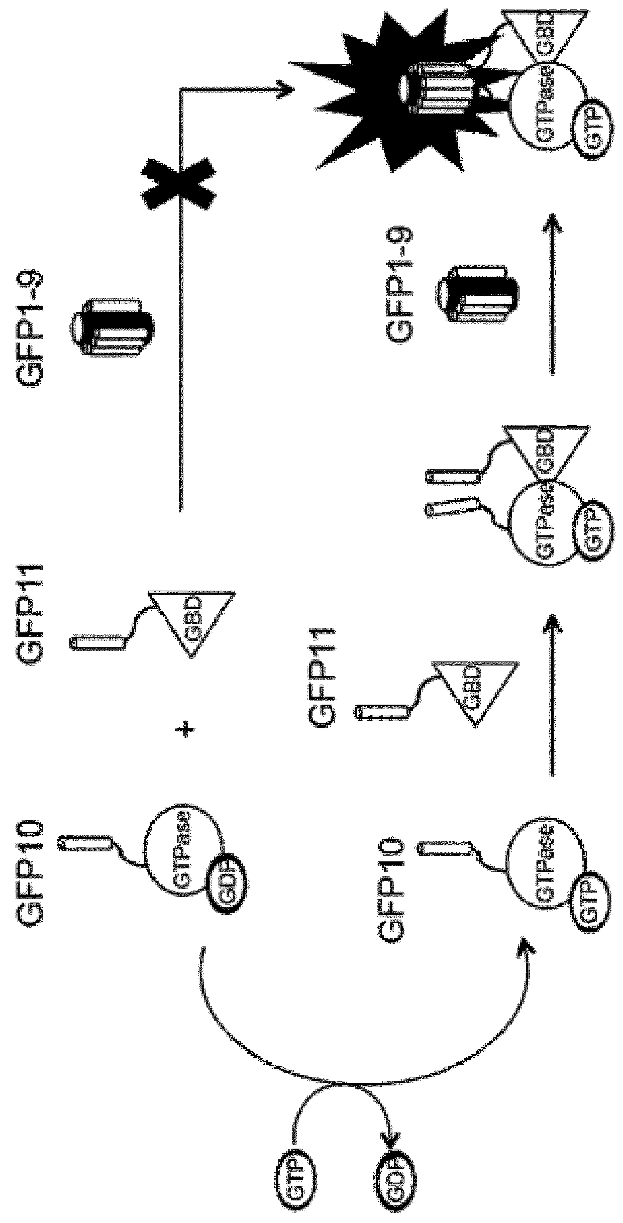 Methods and kits for detecting protein-protein interactions