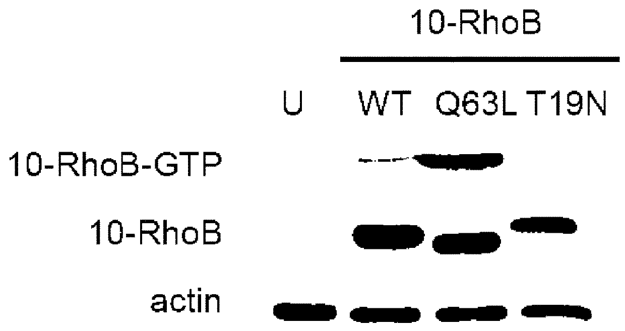 Methods and kits for detecting protein-protein interactions