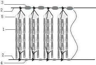 A method for intensive ecological breeding of Songjiang perch