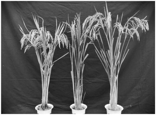 Method for creating triploid rice through combination of hybridization and embryo rescue