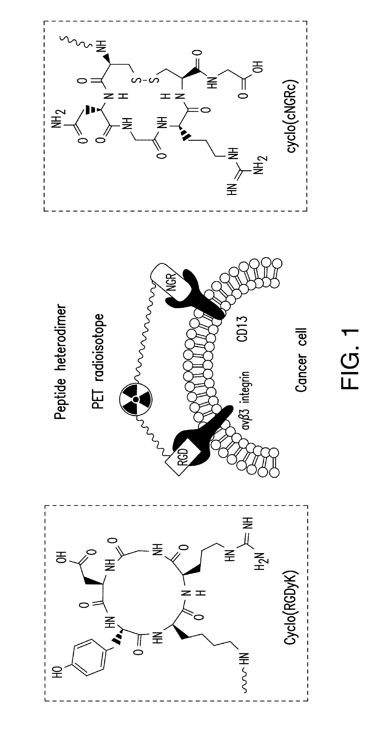 Dimerization strategies and compounds for molecular imaging and/or radioimmunotherapy