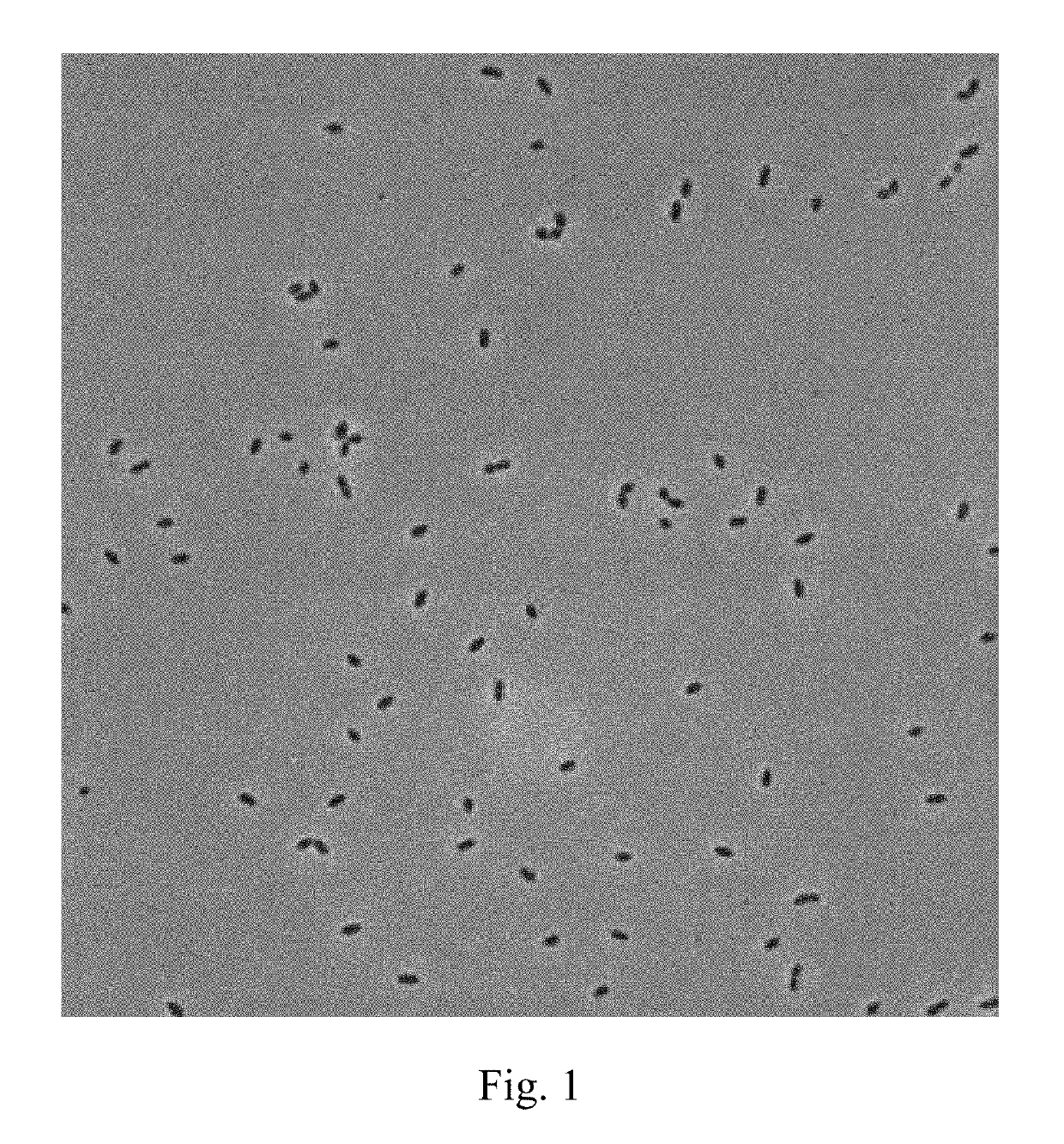 Lactic acid bacteria and use thereof