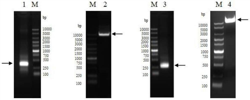 A kind of preparation method of anti-human thymus stromal lymphopoietin (tslp) monoclonal antibody concentrated solution