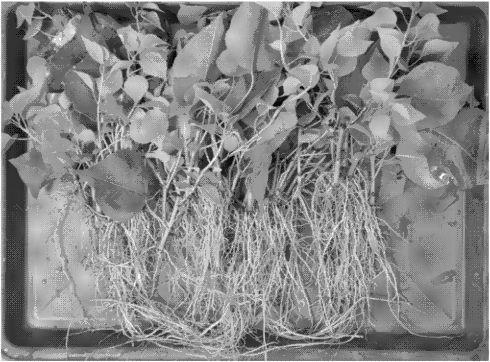 Method for rapidly breeding of tallow tree plants