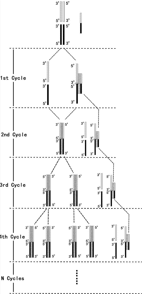 Efficient directional seamless DNA (deoxyribonucleic acid) segment connecting method