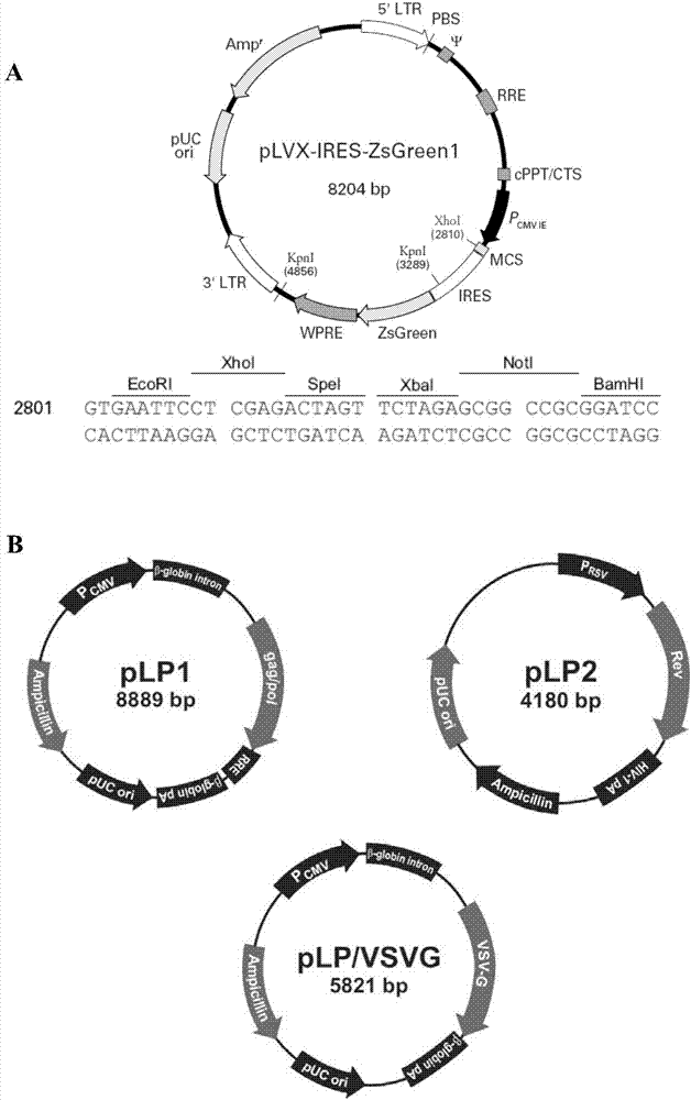 Lentiviral vector capable of efficiently expressing mouse gonadotropin-inhibitory hormone genes and application of lentiviral vector