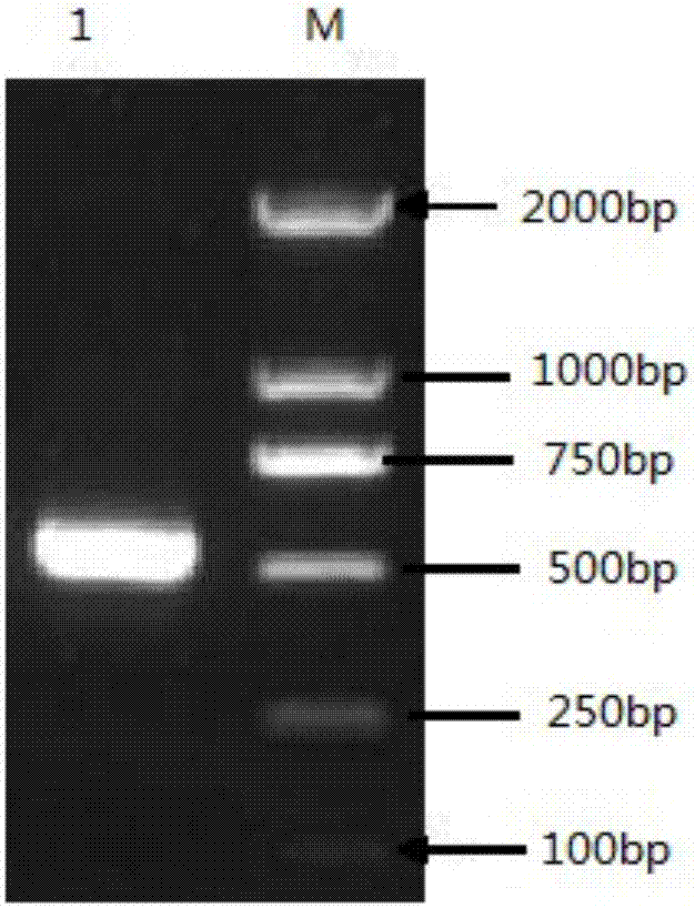 Lentiviral vector capable of efficiently expressing mouse gonadotropin-inhibitory hormone genes and application of lentiviral vector