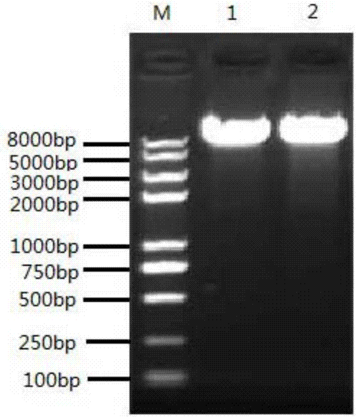 Lentiviral vector capable of efficiently expressing mouse gonadotropin-inhibitory hormone genes and application of lentiviral vector