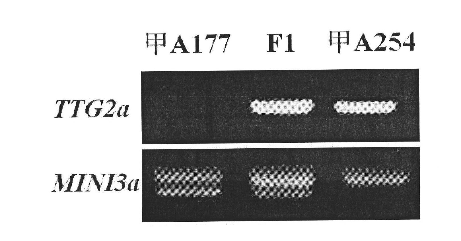 Specific molecular markers of related genes of brassica napus grain weight and application thereof