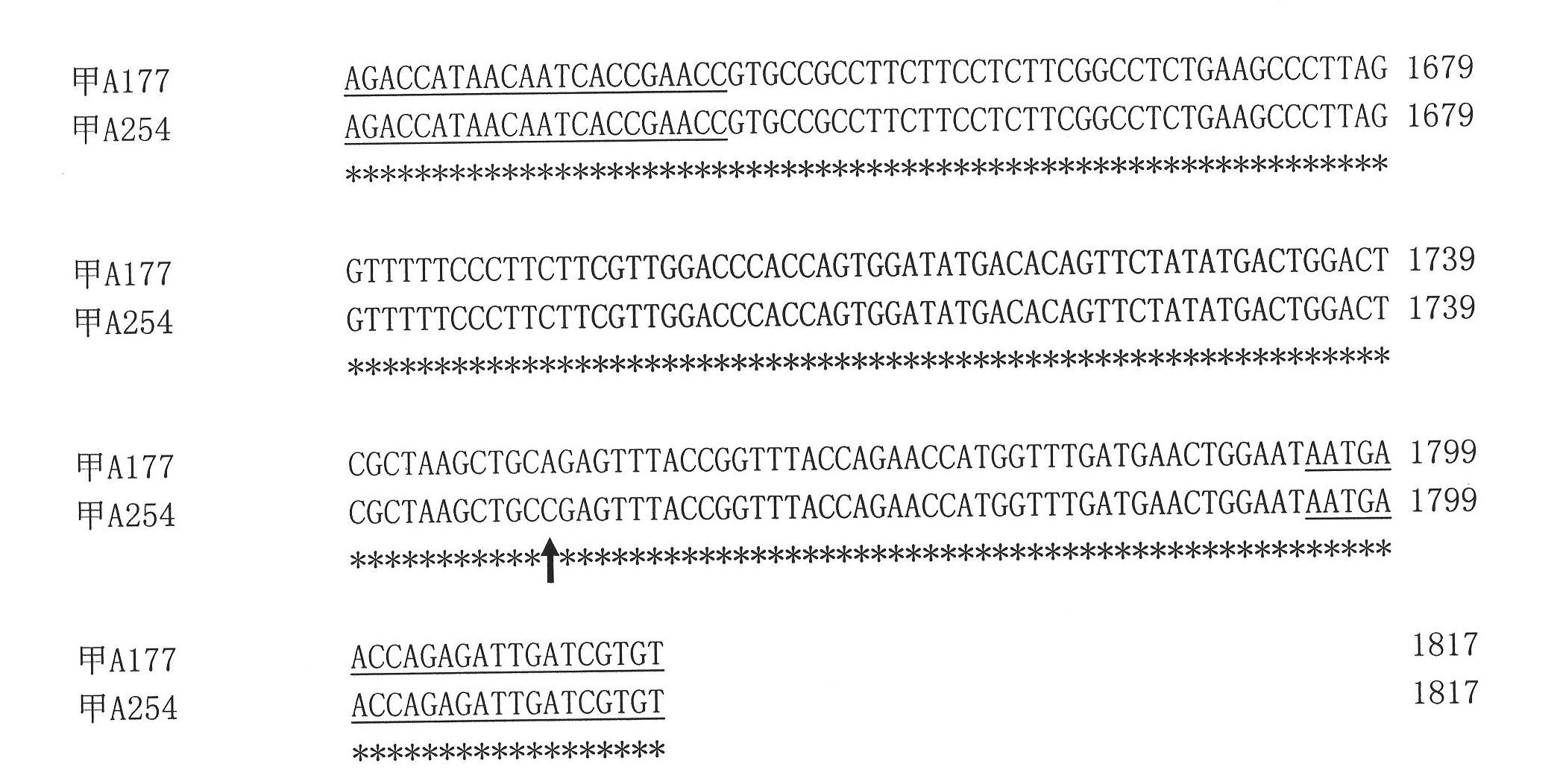 Specific molecular markers of related genes of brassica napus grain weight and application thereof