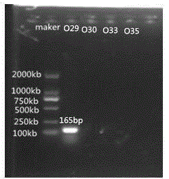 Nucleotide specific to Aeromonas hydrophila O29, O30, O33 and O35 and application