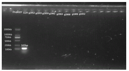 Nucleotide specific to Aeromonas hydrophila O29, O30, O33 and O35 and application