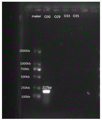 Nucleotide specific to Aeromonas hydrophila O29, O30, O33 and O35 and application