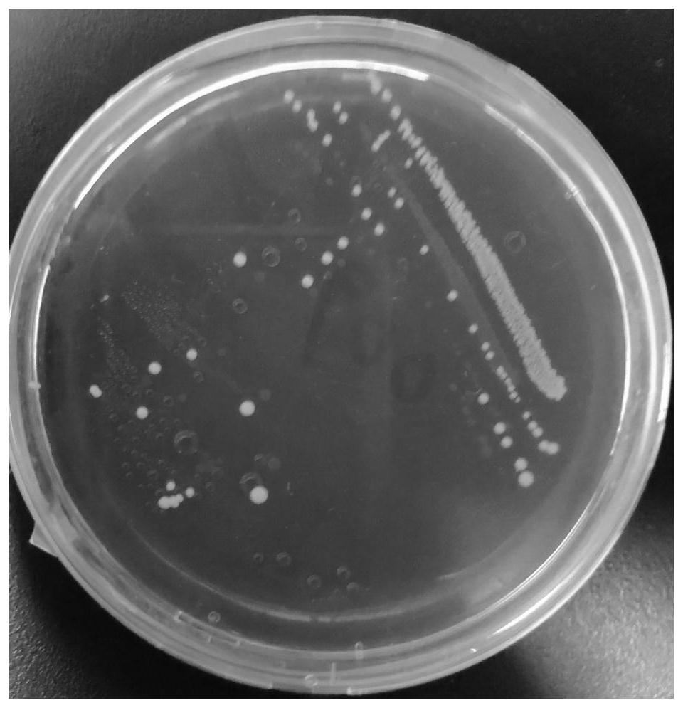 Bacillus amyloliquefaciens and influence of bacillus amyloliquefaciens on soil nutrient content and enzyme activity