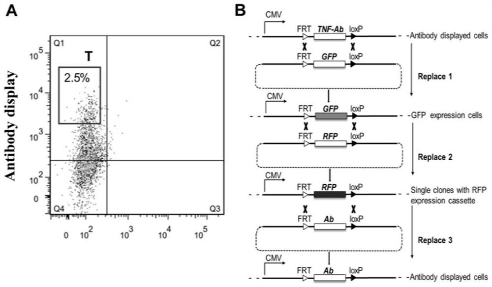 Construction method for single copy cell strain of stably and highly expressed protein and application of single copy cell strain