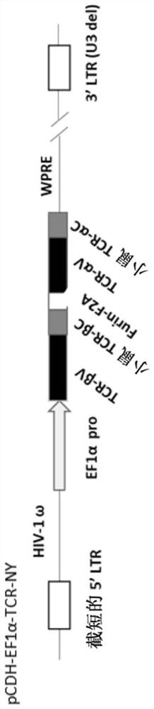 Isolated oncolytic adenoviruses capable of expressing exogenous genes, vectors, therapeutic agents and uses thereof