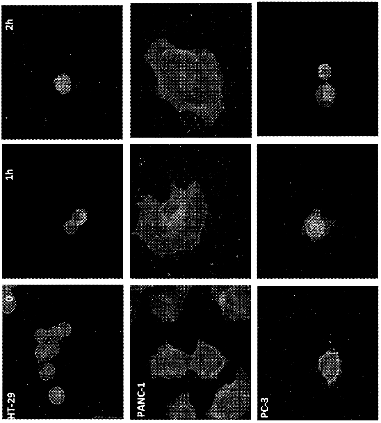 Neurotensin-derived branched peptides and uses thereof