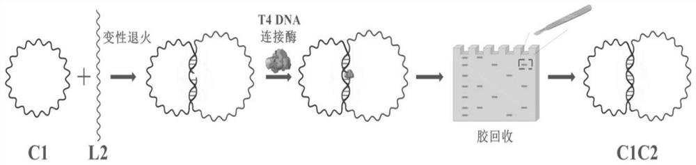 A DNA molecular detection method using 3D barcode