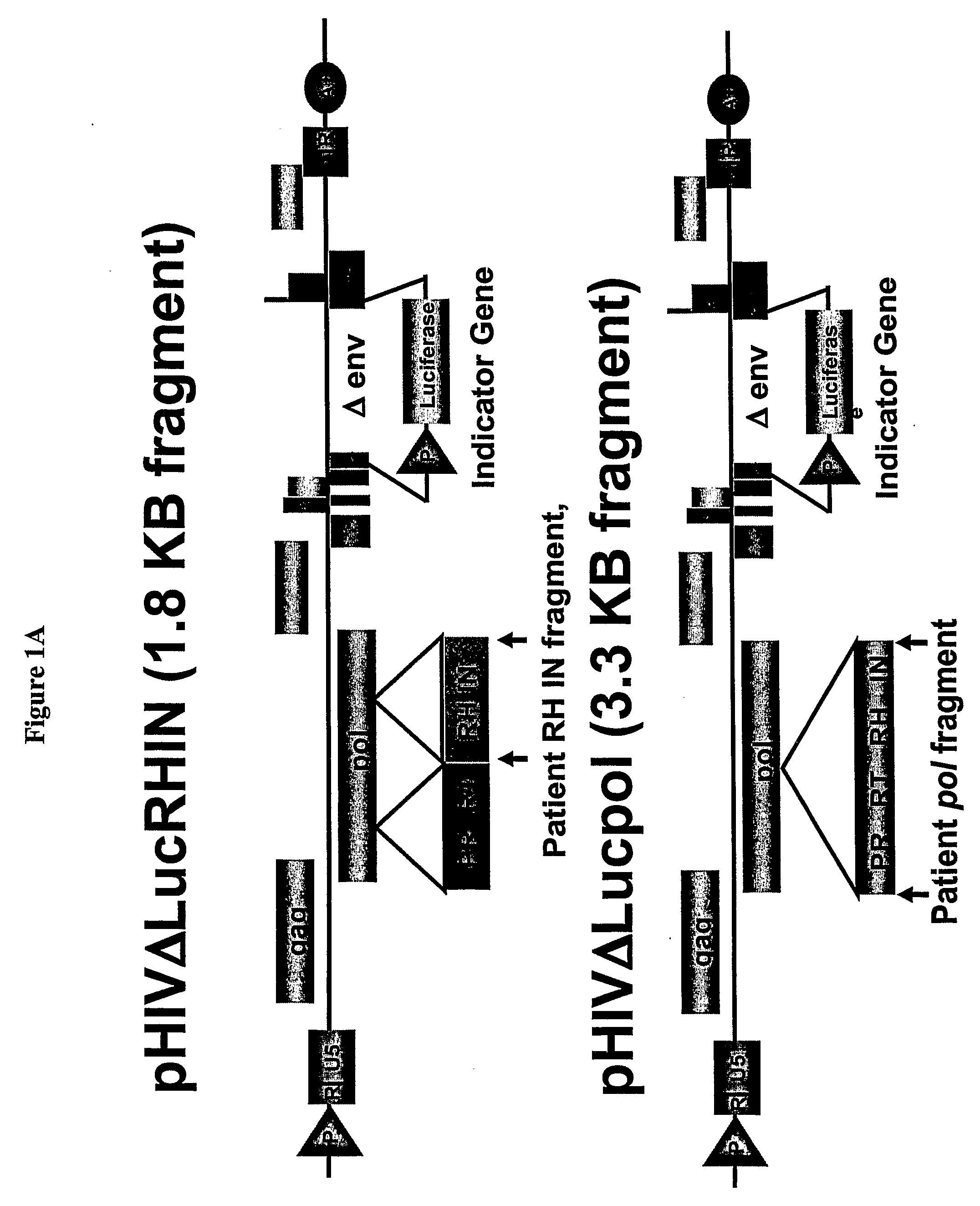Methods and Compositions for Determining Anti-HIV Drug Susceptibility and Replication Capacity of HIV