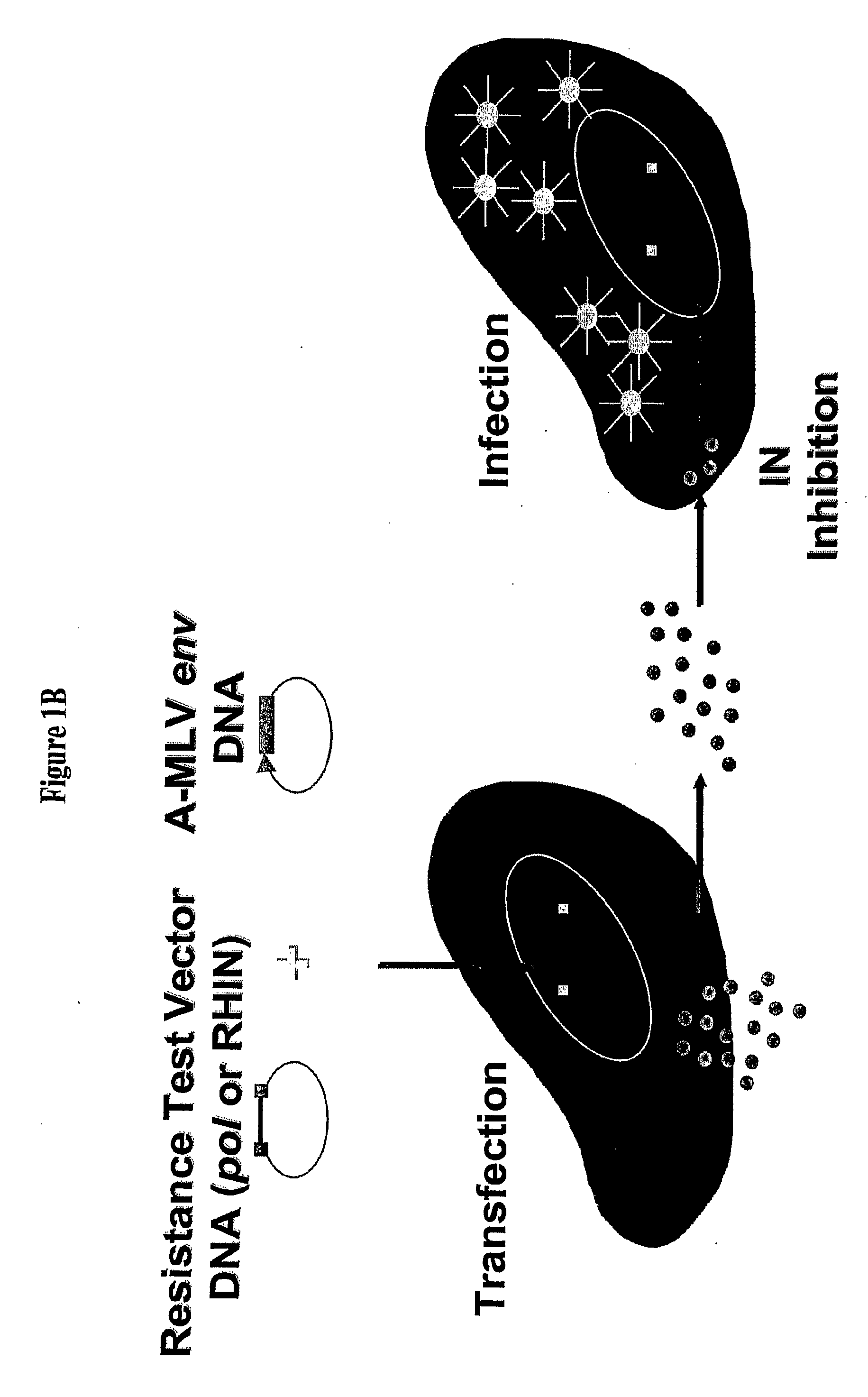 Methods and Compositions for Determining Anti-HIV Drug Susceptibility and Replication Capacity of HIV