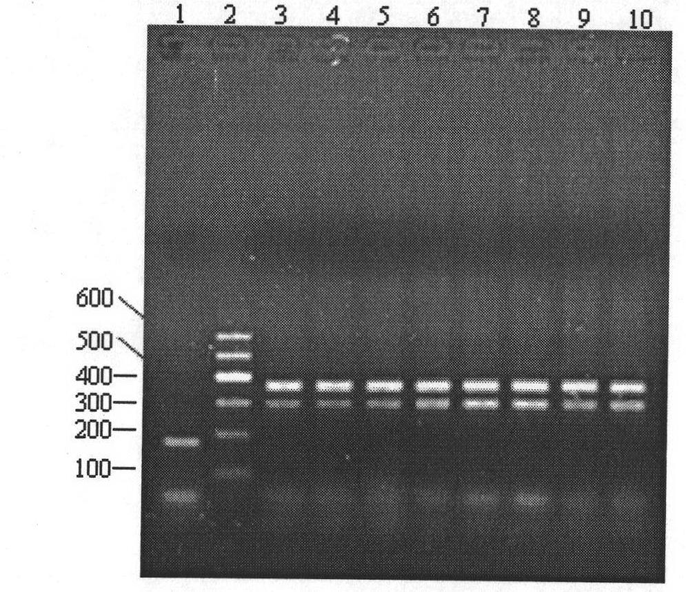 Method for identifying gynostemma pentaphylla and making distinction between gynostemma pentaphylla and cayratia japonica at deoxyribonucleic acid (DNA) level
