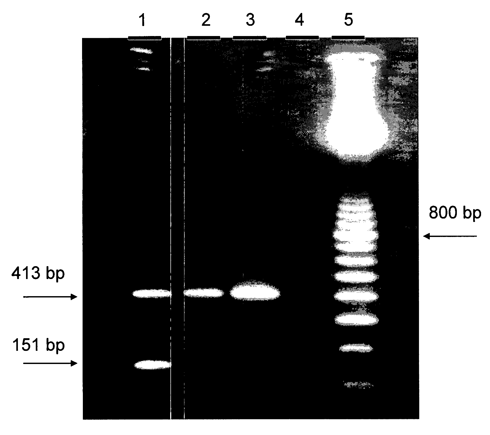 Elite Event A5547-127 and Methods and Kits For Identifying Such Event in Biological Samples